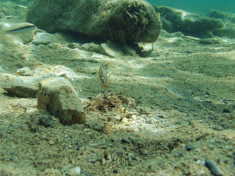 Crenilabrus cinereus